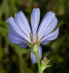 Chicory